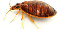 Lifelike 3D rendering of a bedbug.  Includes clipping path!Created in modo 401 & ZBrush.