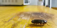 cockroach.jpeg