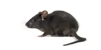 rat